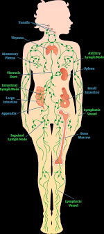 It can either start there or it can spread there from somewhere else. Lymphedema Side Effects Of Cancer Treatment Cdc