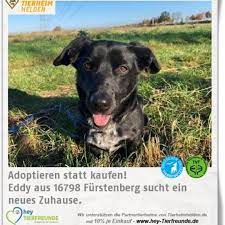 Lustiger Dackelmischling Https Www Tierheimhelden De Hund Tierheim Oberhavel Teckel Mix Eddy 9394 0 Er Hat Ein Sehr Forderndes Verhal Dogs Animals