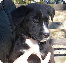 Minnetonka Mn Border Collie Boxer Mix Meet Bumblebee A Puppy For Adoption Boxer Mix Dogs Puppy Adoption Pet Adoption