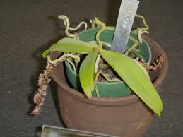 Image result for Rhipidoglossum rutilum