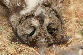 Image result for Kyphocarpa angustifolia