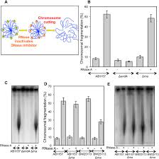 Maybe you would like to learn more about one of these? Degradation Of Rna During Lysis Of Escherichia Coli Cells In Agarose Plugs Breaks The Chromosome