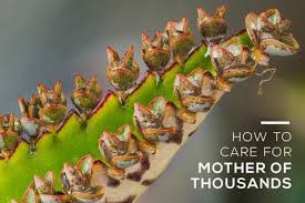 Types Of Succulents Careguide Mother Of Thousands Plant Unusual Plants Types Of Succulents