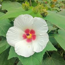 Image result for Hibiscus barbosae