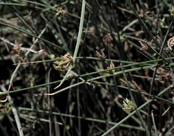 Image result for Cyperus laevigatus