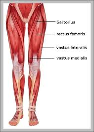 Female Muscle Chart Diagram Catalogue Of Schemas