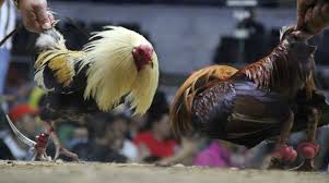 Semoga selalu bahagia sehat wal afiat. Asal Mula Sabong Laga Adu Ayam Pisau Di Filipina S128bet