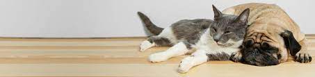 Maybe you would like to learn more about one of these? All About Pets Provo Veterinarian In Utah County