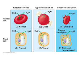 Such a solution is called hypotonic solution. Chapter 5 The Working Cell Lecture By Richard L Myers Ppt Download