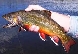 Big Brook Trout Deff Wanna Catch These Someday Trout Fishing Tips Trout Trout Fishing
