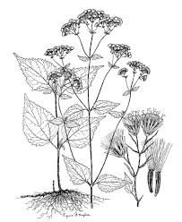 Image result for Ageratinastrum