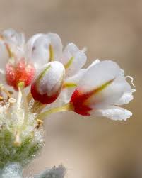 Image result for Eriosema montanum