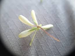 Image result for Cleome aculeata