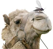 Ye blind guilds, which strain at a gnat, but swallow a camel. Gnats Camels Holy Week Reflection 2 Thepurplevicar