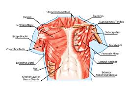 Anterior head flexes and medially rotates the arm. Chest Muscles Compedium