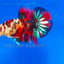 Saat itu kita yang masih belum mengenal keistimewaan dan keexotisan ikan jenis cupang. Modern Cupang Jantan Plakat Mix Koi Galaxy Multi Emerald Nemo Candy Size Kombinasi Cupang Hias Shopee Indonesia