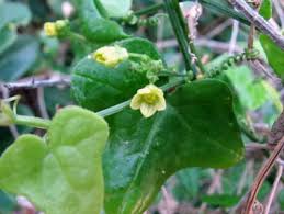 Image result for Kedrostis nana