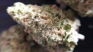 Quality cannabis buds can dry in about four days but usually take a week or more for a slow and full. Colombian Gold 72 Denver Weed