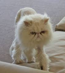 Potentially this carries a health risk; Persian Cat With Lion Cut Missing West Seattle Blog
