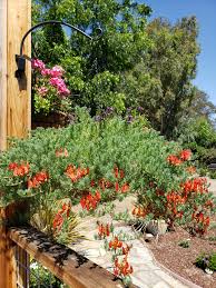 Image result for Lotus berthelotii