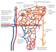 a diagram of the structure of a nephron the efferent