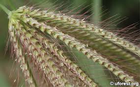 Image result for Chloris pilosa