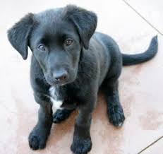 Black And White Collie Mix My Future Puppy Lab Mix Puppies Puppies Border Collie Mix Puppies