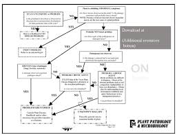Factsheets Texas Plant Disease Diagnostic Lab