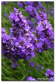 Lavandula Tucker S Early Purple English Lavender True Lavender Lavender Plant Lavender Varieties