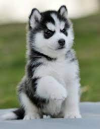 Pictures Of Puppies 13 Baby Too Cute Dogs Baby Too Cute Husky Puppies