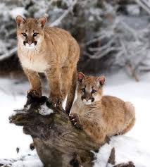 Cougar Biology Behavior Western Wildlife Outreach