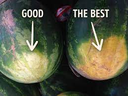 Without seeing the flesh of the melon you have to base look at the color of the watermelon. How To Pick A Perfect Watermelon Tips From An Experienced Farmer