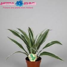 Thinner green margin and more white than the jade jewel. Dracaena White Jewel