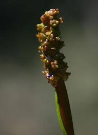 Image result for Potamogeton nodosus