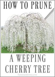 Weeping japanese cherry blossom trees can be seen blooming throughout west potomac park in washington dc. How To Prune A Weeping Cherry Tree Hymns And Verses