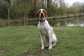 Courbe de croissance du chiot Reïlyn, Pointer, Femelle