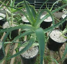 Image result for Aloe carnea