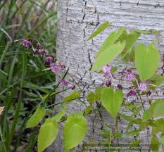 Image result for Vepris grandifolia