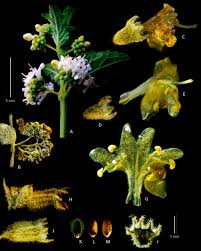 Image result for Mesosphaerum