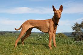 Egyptian Pharoah Hound The Oldest Breed Of Dog In The World Also The 4th Most Expensive In The List Of Top 5 Pharaoh Hound Puppies Dog Breeds Pharaoh Hound