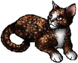 Spottedleaf | Warriors Wiki | Fandom