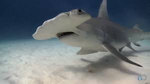 Https Encrypted Tbn0 Gstatic Com Images Q Tbn And9gcrwvx7hdfzwvhthldj1hwd5hphghruy8trihq Usqp Cau Great white shark graphic design gif illustration, late studio, blue, marine mammal png. 2