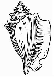 Ihre lieblingscharaktere zum ausdrucken und ausmalen. Malvorlage Muschel Kostenlose Ausmalbilder Zum Ausdrucken Bild 16628