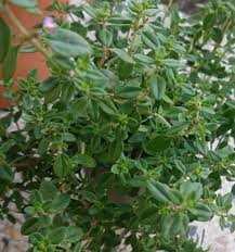Get the data • more data journalism and data visualisations from the guardian. Thyme Plant Turning Brown How To Solve It Gardener Report