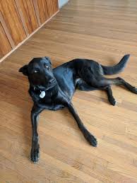 Adopt Dakota On Petfinder Dog Adoption Shepherd Dog Mix Dog Activities