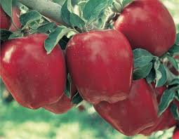 Maybe you would like to learn more about one of these? A Delicious Discovery Red Delicious Apple Now One Of The World S Most Familiar Apples Red Delicious Wa Red Delicious Apples Dwarf Fruit Trees Fruit Trees