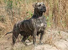 Perro De Presa Canario Wikipedia