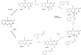 Despite its young age, this technology has become a premier plastic molding process that offers versatility in processing options and chemical. Crystal Structure Of A Baeyer Villiger Monooxygenase Pnas