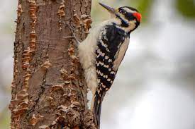 It's a cold and snowy day here in central missouri. Gallery Of North American Woodpeckers