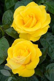 60 Different Colors Of Roses Enjoy Lovely Rose Flowers Collection Beautiful Flowers Flowers Hybrid Tea Roses